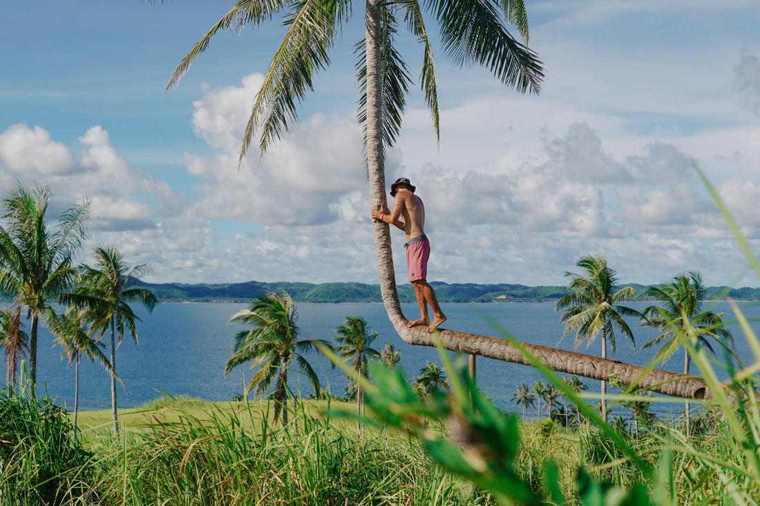 Why Coconut Trees Lean & Bend Towards the Sea